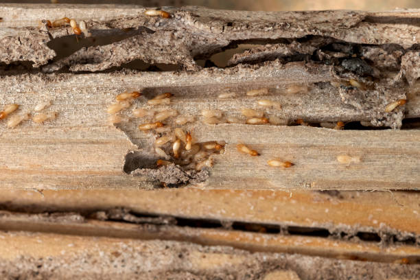 Best Exterminator Services  in Fort Lee, VA